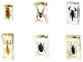 Real Insect Cased Paperweight U PICK Scorpion Mantis Crab Spider Lady Bu... - £10.95 GBP