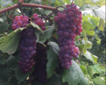 EINSET Seedless Grape Vine - 2 Bare Root Live Plant - Buy 4 Get 1 Free! - £23.10 GBP+