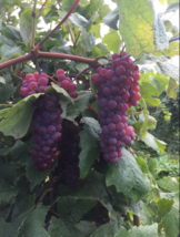EINSET Seedless Grape Vine - 2 Bare Root Live Plant - Buy 4 Get 1 Free! - £22.73 GBP+