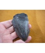 (sp200-89) 3-1/2&quot; Shark Tooth teeth MEGALODON partial fragment fossil Ex... - €24,72 EUR