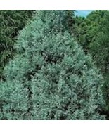 SEPTH 5 Carolina Sapphire Cypress 12-24in Tall Tree Live Plants Arizona ... - $14.16 CAD