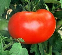 30 Seeds Burpee&#39;S Big Boy Tomato Seeds Hybrid  - $3.99