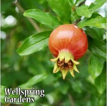 Best Dwarf Pomegranate / Punica granatum / Live Plant - £21.49 GBP