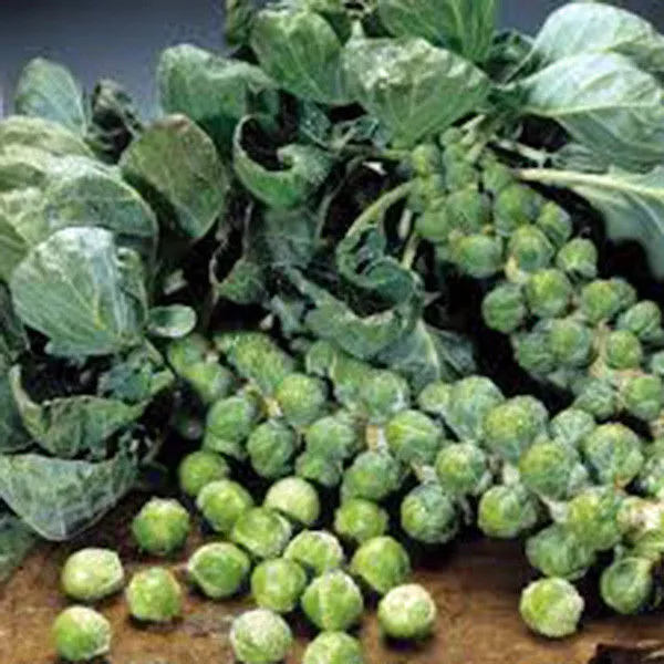 Fresh Seeds Brussel Sprouts Long Island Improved 600 Seeds - $11.58