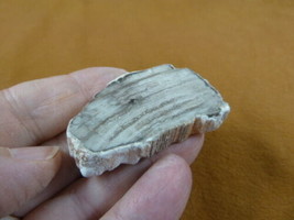 R805-16) genuine fossil Petrified Wood slice specimen Madagascar organic... - £11.93 GBP