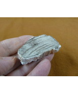 R805-16) genuine fossil Petrified Wood slice specimen Madagascar organic... - $14.95