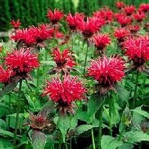 25 Red Monarda Bee Balm Perennial Flower Seeds Gardening USA Shipping - $10.00