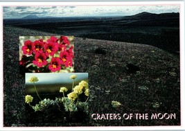 Wild Flowers at Craters of the Moon National Monument Idaho Postcard - $4.42