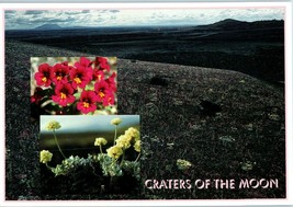 Wild Flowers at Craters of the Moon National Monument Idaho Postcard - £3.53 GBP