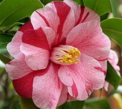 4 Inch Pot Lady Vansittart Variegated Camellia Japonica - Live Plant - £31.88 GBP
