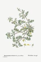 Mesembryanthemum Pinnatifidum Jagged–Leaved Mesembryanthemum 1799 Pierre Magnet - £9.58 GBP