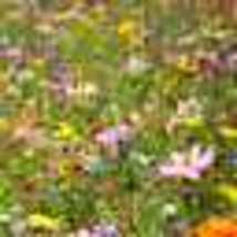  500+ Seeds! Wildflower Mix Spring Into Summer Blooms Flowers 44 Species Non-GM - £9.65 GBP