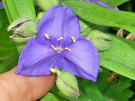 30 Purple Spider Wort Seeds Tradescantia Virginiana USA SELLER Fast Shipping - £8.34 GBP