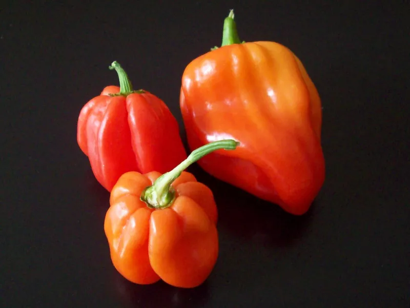 Capsicum chinense × Capsicum frutescens Bhut Jolokia Ghost Pepper 10 Seeds - £12.24 GBP