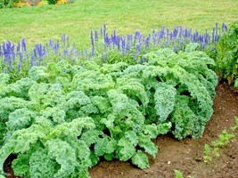 BPA 600 Seeds Vates Blue Curled Scotch Kale Seed Organic Spring Fall Gar... - $8.99