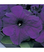 BRN Bin1R7D Petunia Seeds 50 Pelleted Supercascade Blue Trailing Petunia... - $19.99 CAD