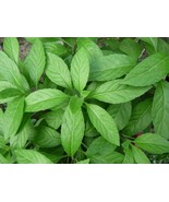 2pc Longevity Spinach "Gynura procumbens" 5 to 7 inch Live Plants - £11.72 GBP