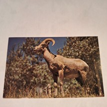 Postcard Rocky Mountain Sheep Chrome Posted - $6.92