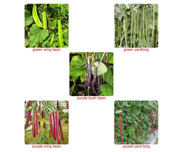 Thai Yard Long, Wing, Bush Bean Seeds,Purple or green - (VIGNA UNGUICULA... - $2.45