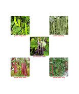 Thai Yard Long, Wing, Bush Bean Seeds,Purple or green - (VIGNA UNGUICULATA ssp.  - £1.93 GBP