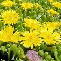 Ice Plant Yellow 200 Seeds Free Shipping - $75.58 MXN