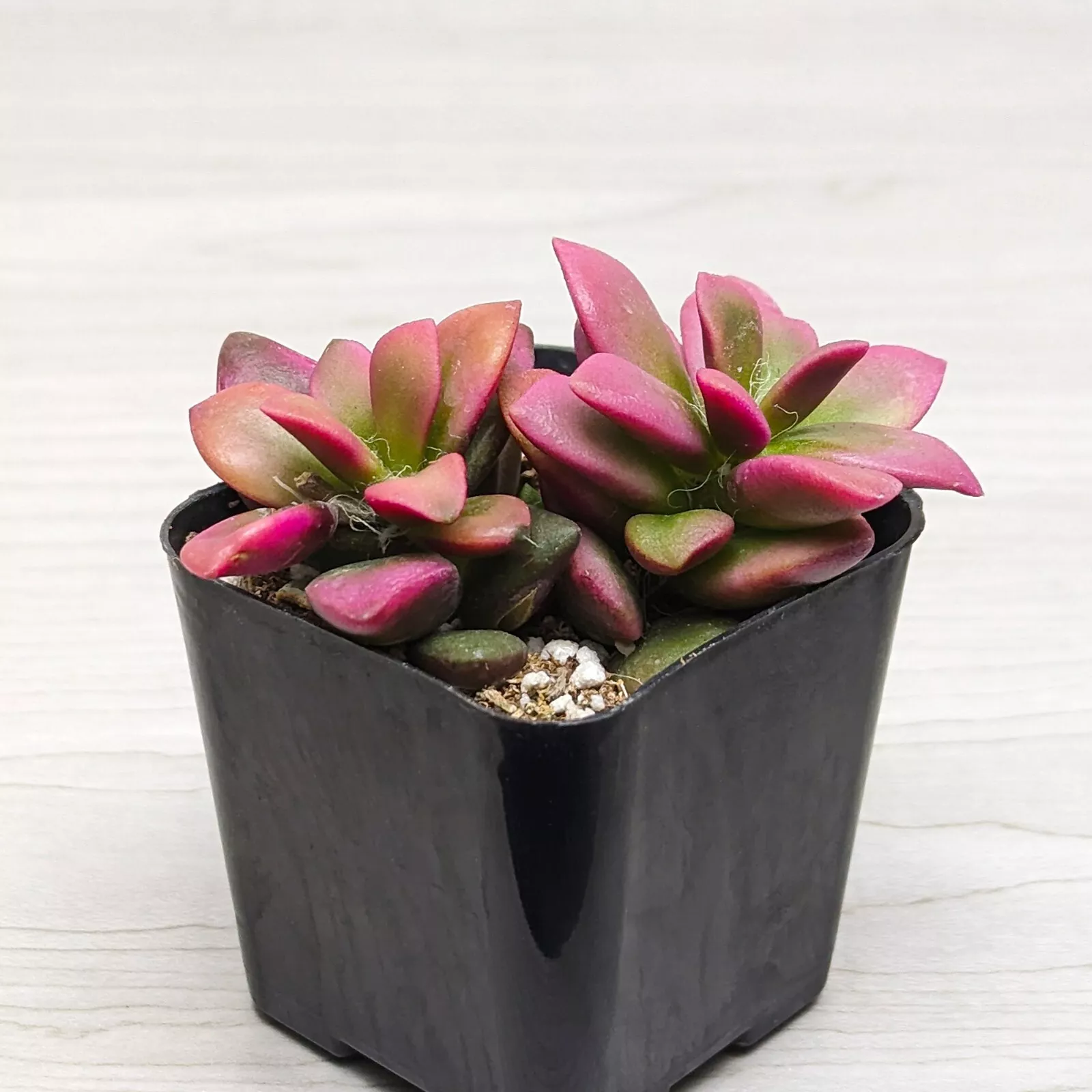 Succulent Plant - Anacampseros Telephiastrum : Sunrise Varigated - In 2&quot;... - $16.50