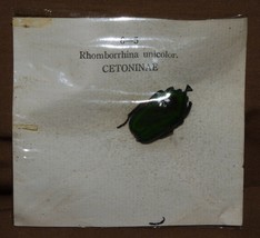 VINTAGE BEETLES SPECIMENS INSECTS RHOMBORRHINA UNICOLOR CETONINAE B5 - $5.12