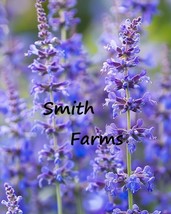 25 Seeds Purple Catmint Flowers Plant (Nepeta Spp.) Catnip From US  - $10.25