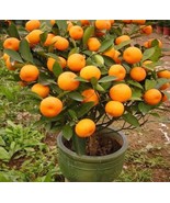 10 Mandarin Orange Tree Seeds - Citrus reticulata Blanco - Indoor Fruit ... - £6.25 GBP