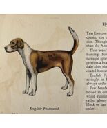 English Foxhound 1939 Dog Breed Art Ole Larsen Color Plate Print Antique... - $35.02 CAD