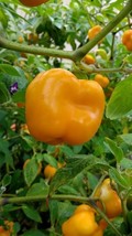 Manzano Pepper Seeds ORANGE (24 seeds per packet) free shipping - $5.94