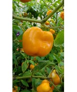 Manzano Pepper Seeds ORANGE (24 seeds per packet) free shipping - $8.15 CAD