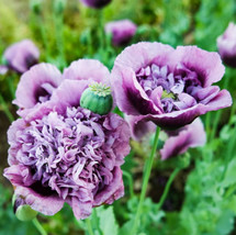 TB Poppy Purple Frilly Breadseed Large Pods Reseeds Pollinators Organic ... - £5.37 GBP