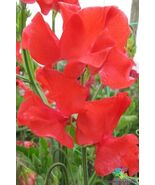 50 Restormel Sweet Pea Seeds - $157.68 MXN
