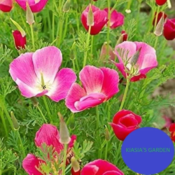 1000+Carmine King California Poppy Flower Seeds Native Wildflower Easy Fresh Gar - £6.29 GBP