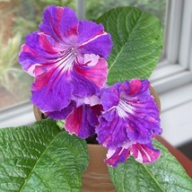 15 Seeds Cape Primrose ?Kaleidoscope?  house plant  garden flowers From US - £7.91 GBP