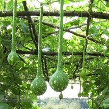 Long Handle Dipper Gourd Lagenaria Siceraria Seeds Professional Pack 10 Seeds Pa - £5.49 GBP