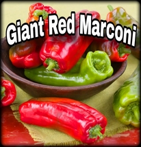 Giant Red Marconi - 20 Seeds  - £2.35 GBP