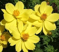 Best Cosmos Dwarf Lemon 30 Best Flower Seeds -  - £6.50 GBP