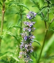 USA Japanese Catnip Herb Purple Jing Jie Schizonepeta Tenuifolia 250 Seeds - £8.81 GBP