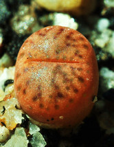 Semilir 50 Seeds Store Lithops Bromfieldi Insularis, Living Stones Exotic Rock P - £12.64 GBP