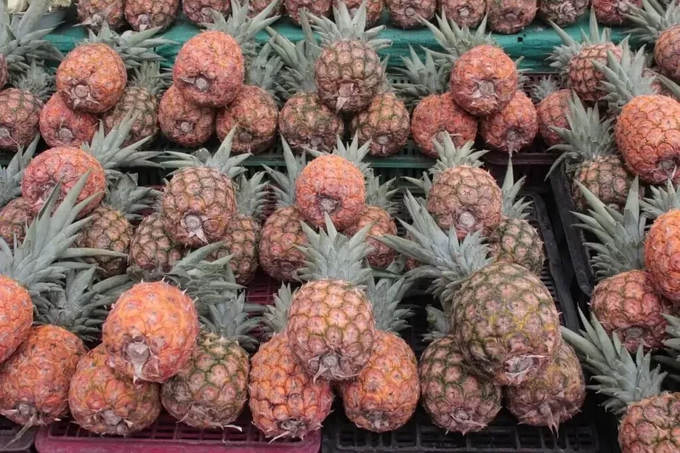 15 St Michael Pineapple Seeds For Garden Planting USA Seller - £8.20 GBP