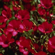 KKG Scarlet Flax 100 Seeds Easy Grow - $176.36 MXN