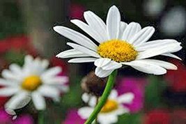 Shasta Daisy 100+ Seeds Organic, Beautiful Bright White/Yellow Flower - £4.76 GBP