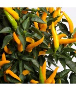 Rare Peru Yellow Hot Pepper Seeds (5 Count) - Vibrant &amp; Spicy Homegrown ... - £5.60 GBP