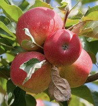 5 Gala Apple Seeds Garden USA - £5.07 GBP