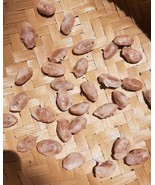 Fresh Cocoa seeds cacao Theobroma cacao Live seed for plant CHOCOLATE FR... - €9,61 EUR Fresh Cocoa seeds cacao Theobroma cacao Live seed for plant CHOCOLATE FR... - €9,61 EUR