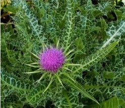 SEPTH 30+ Milk Thistle Seeds (Silybum marianum) Blessed Milkthistle, Sco... - $5.31