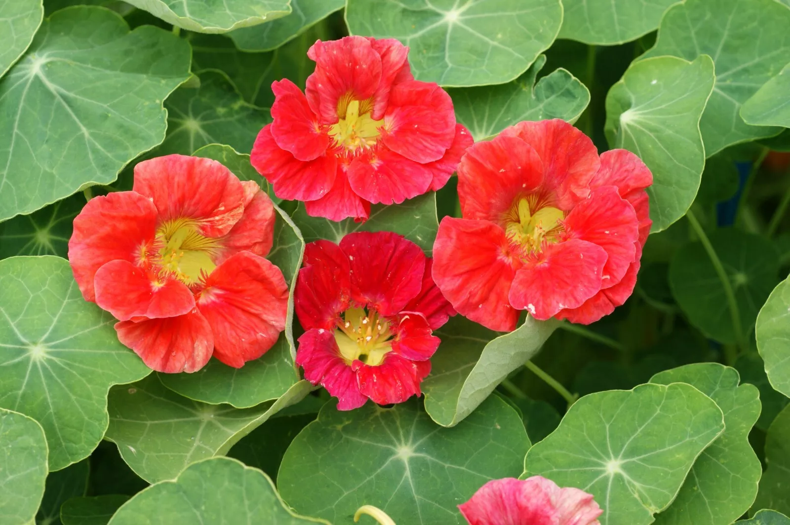 Nasturtium - Cherry Rose,  Non-GMO  50 Seeds Per Packet - $3.98