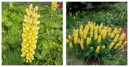 30 Seeds / Pack Yellow Lupine Flower Seeds, Original Pack, Easy to Grow - £14.15 GBP